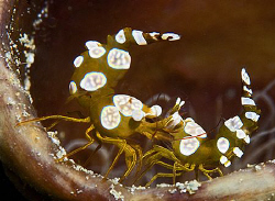 A couple of anemone shrimp having a chat... or whatever! ... by Jim Chambers 
